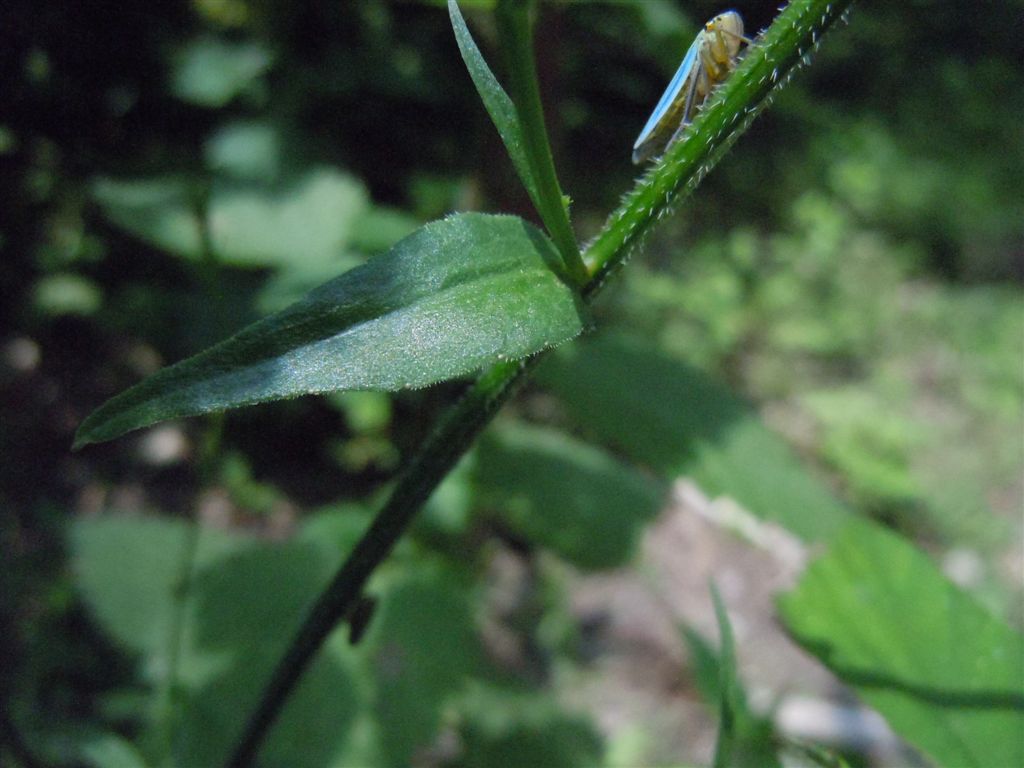 Campanula rapunculus / Raperonzolo